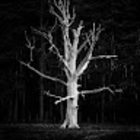 Meet your Posher, Jonah - Picture 1 of 1